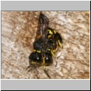 Ectemnius cavifrons oder ruficornis - Grabwespe serie07 02.jpg